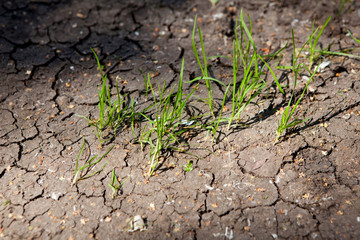 Rising sprouts on dry ground. Ecology concept.