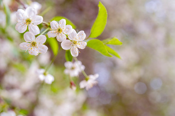 Spring flowering cherry. Background for greeting card, invitation for wedding and engagement.