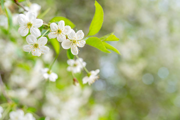 Spring flowering cherry. Background for greeting card, invitation for wedding and engagement.
