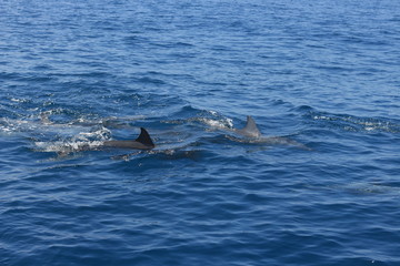 Naklejka premium Dolphin fin in the ocean