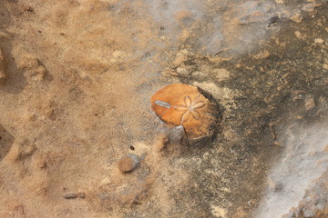 Flower fossil found in a rock