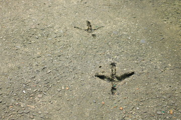 Bird footprint on the street