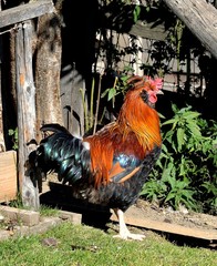 Gockel - stolzer Hahn