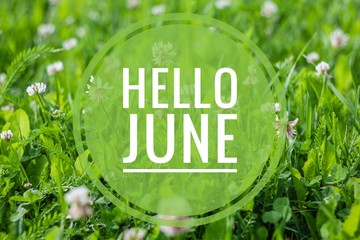 Banner hello june. Text on the photo. Text hello June. New month. New season. Summer month. Text on a photo of flowers. Flowers and plants.