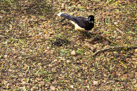 Urraca of Entre Rios, Argentina. Beautiful yellow and black bird