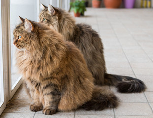 Naklejka na ściany i meble Adorable pet of siberian cat of livestock, long haired hypoallergenic animal