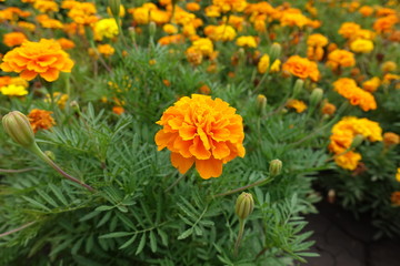 Close shot of orange flower head of Tagetes patula in August