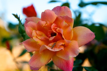 Fototapeta premium Flower