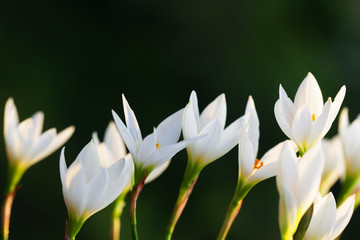 blooming white rain lily flower