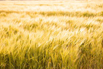 夕日に照らされる麦畑