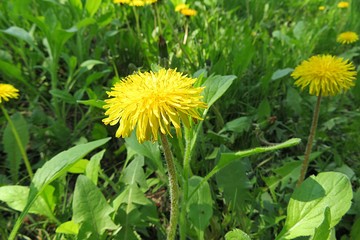 Dandelion flowers in the garden in spring, closeup
