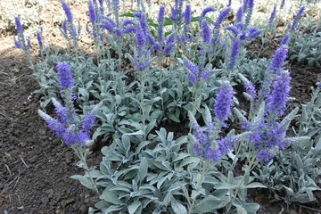 Blue green foliage and violet flowering spikes of Veronica incana