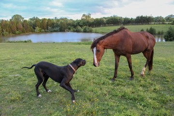 Horse and Dog Friends playing in their Field