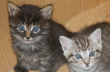 kittens in the farm