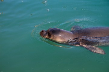Seal emerging
