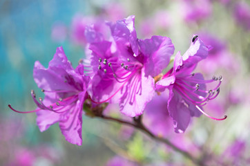 Fototapeta na wymiar Rhododendron on the East coast. 