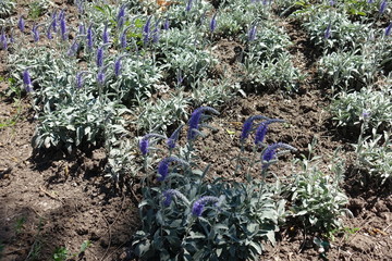Patch with violet flowers of Veronica incana