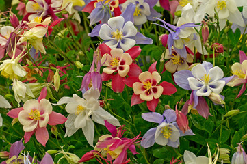 Aquilegia State Series in assorted colours in close up