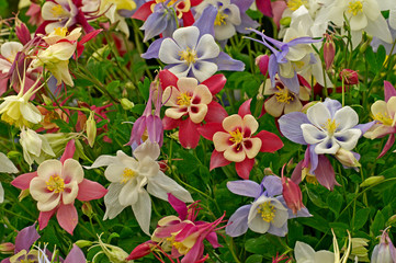 Aquilegia State Series in assorted colours in close up © Garden Guru