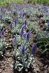 Plenty of violet flowering spikes of Veronica incana