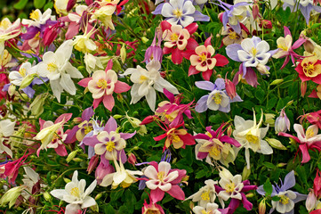 Aquilegia State Series in assorted colours in close up © Garden Guru
