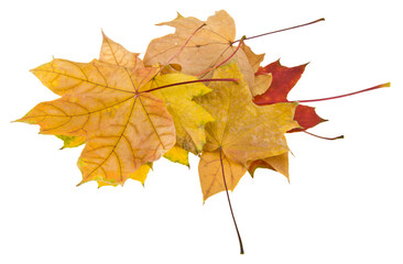 Naklejka na ściany i meble Autumn leaves isolated on white background close up