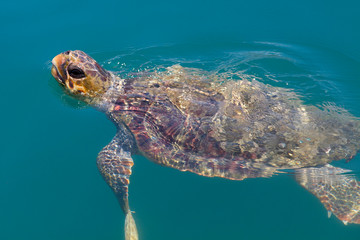 sea turtle emerging 