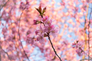 cherry blossom in spring