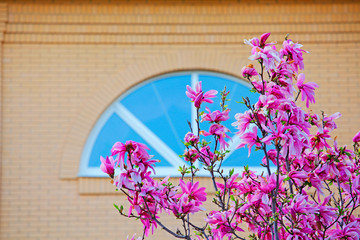 pink magnolia tree flower window nobody 