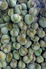 Durian, King of Tropical Fruits in Thailand and Southeast Asia.