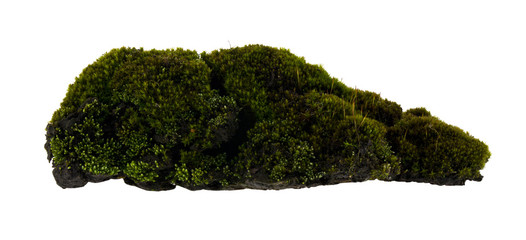 Green moss isolated on white background close up.