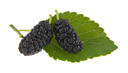 mulberries berries isolated on white background.