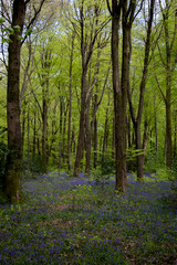 Bluebell carpeted woods