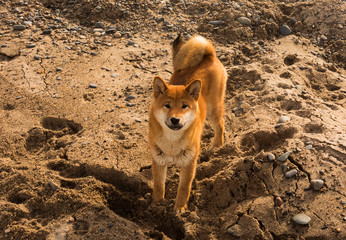 Red young dog shiba-inu standing on beach