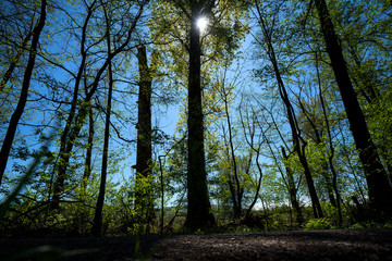 Obraz premium Lichtblick durch die Bäume