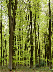 Green trees UK Forest