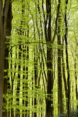 Fototapeta premium Green trees UK Forest