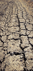 Cracked soil in the fields in the summer