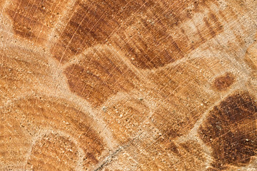 Beautiful old wood pattern. European beech (Fagus sylvatica).