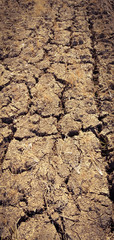 Cracked soil in the fields in the summer
