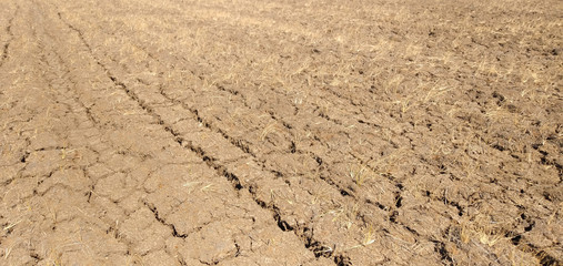 Cracked soil in the fields in the summer