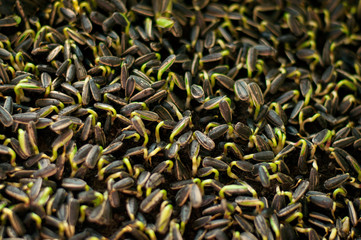 Urban Gardening, Sunflower Microgreens Germinating