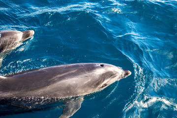 Naklejka premium Bay of Islands Dolphins, New Zealand