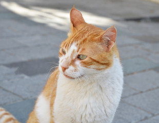 Fototapeta premium portrait of a cat 