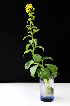 1 293 Best 水耕栽培images Stock Photos Vectors Adobe Stock