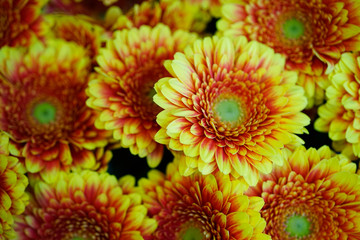 gelbe Gerbera Blüten und Blumen