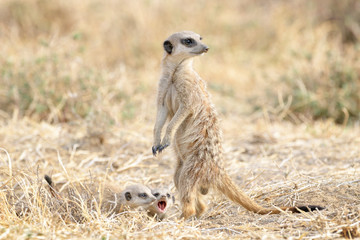 Meerkats (Suricata suricatta) adult and two juveniles in front of nest, watching around, Mountain Zebra National Park, South Africa