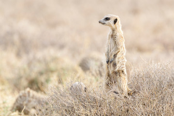 Meerkat (Suricata suricatta) adult, watching around, Mountain Zebra National Park, South Africa