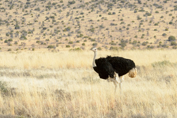 Southern Ostrich (Struthio camelus australis), male, Mountain Zebra National Park, South Africa