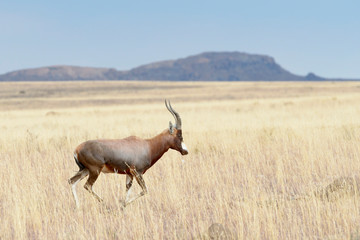 Blesbok (Damaliscus pygargus phillipsi) running on savanna, Mountain Zebra National Park, South Africa,